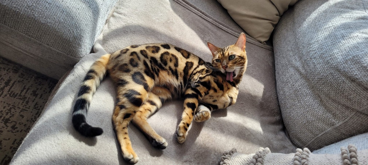 đŸ 5 indispensables pour un chat heureux Ă la maison